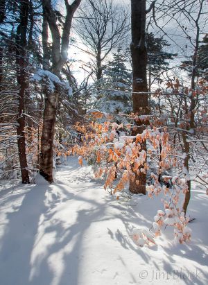 53  DD845--Backlit-Beech-on-Summit-Trail-Pan-(5)-crop.jpg